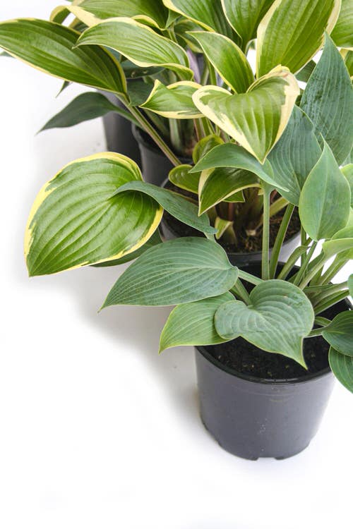 How to Grow Hostas Indoors 4