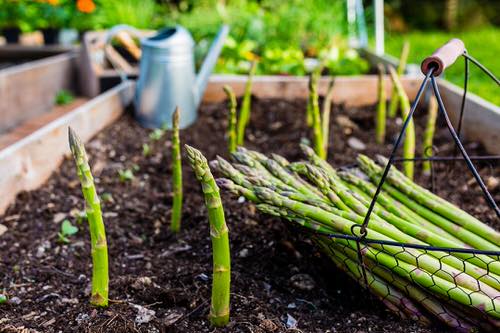 Abundant harvest of fresh veggies, all season long! 22