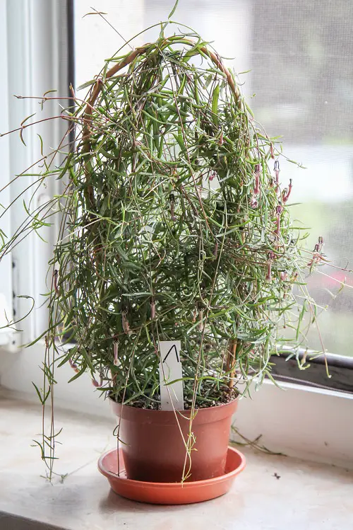 Plants That Look Like String of Hearts 2