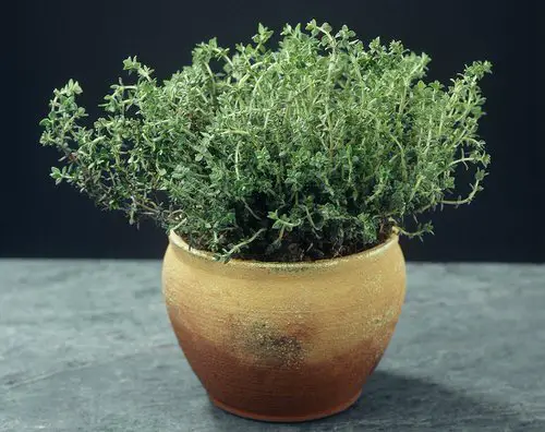 top Perennial Herbs You Can Plant Once and Enjoy for Years