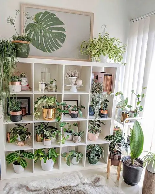 Plant Displaying Ideas 24