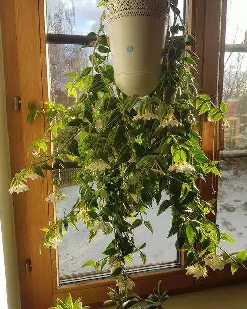 How to Get a Hoya Plant to Bloom 8