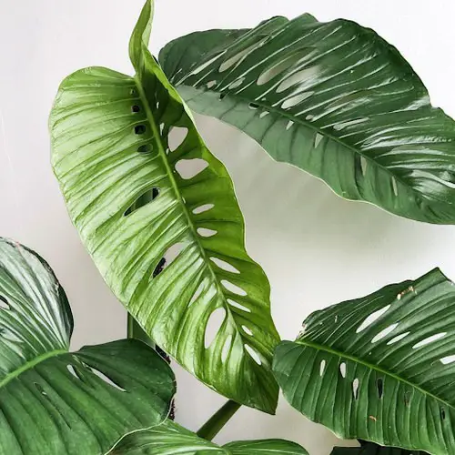 Best Monstera Adansonii Varieties 4