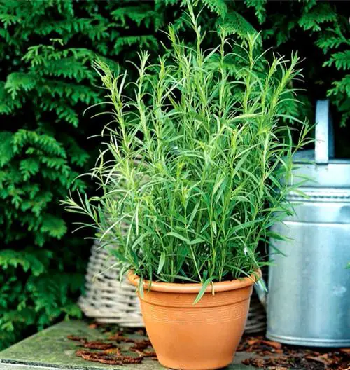lovely  Perennial Herbs You Can Plant Once and Enjoy for Years