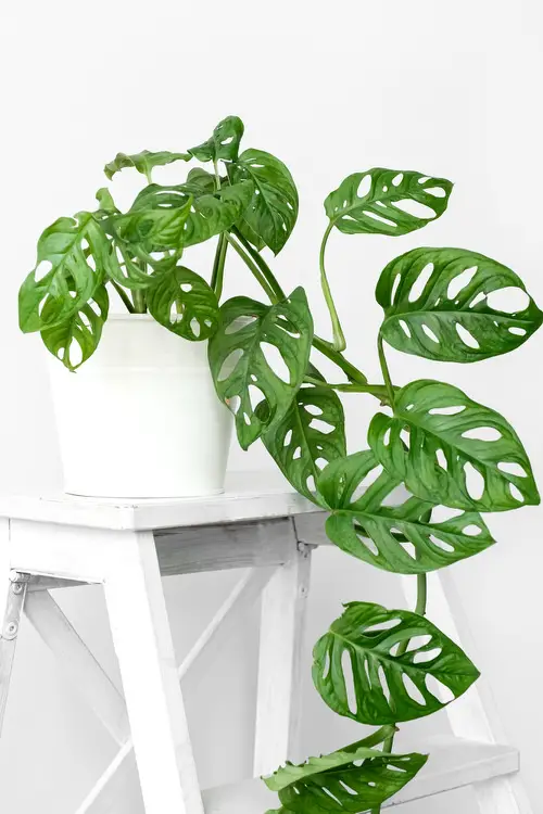 Best Monstera Adansonii Varieties  5