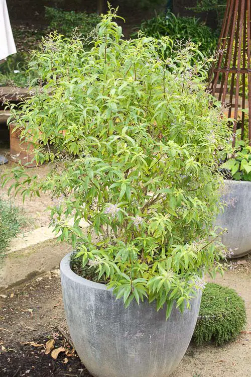 Perennial Herbs You Can Plant Once and Enjoy for Years gardern