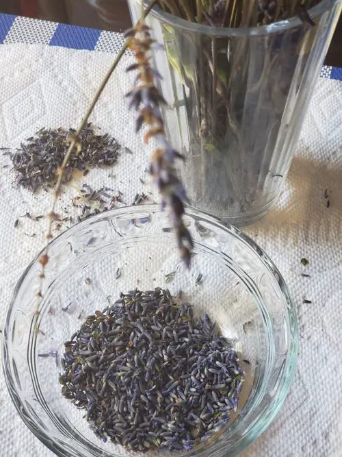 Genius Seed Starting Tricks 4