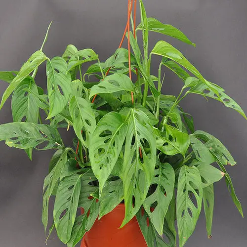 Best Monstera Adansonii Varieties 6