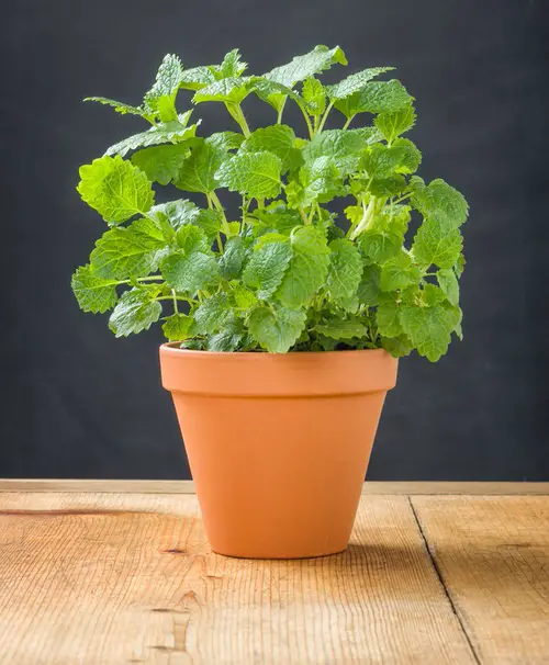 Perennial Herbs You Can Plant Once and Enjoy for all time