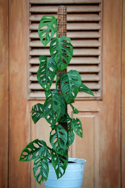 Monstera Acuminata