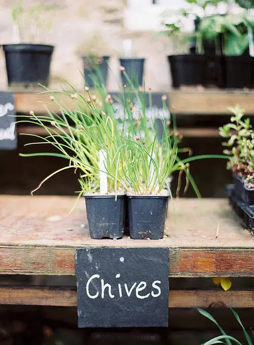top best Perennial Herbs You Can Plant Once and Enjoy for Years 