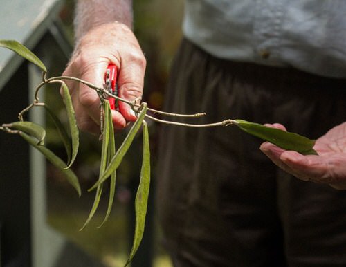 How to Get a Hoya Plant to Bloom 10
