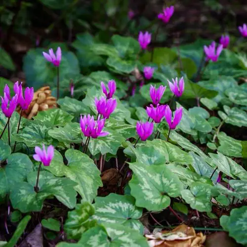 Cyclamen Varieties 05