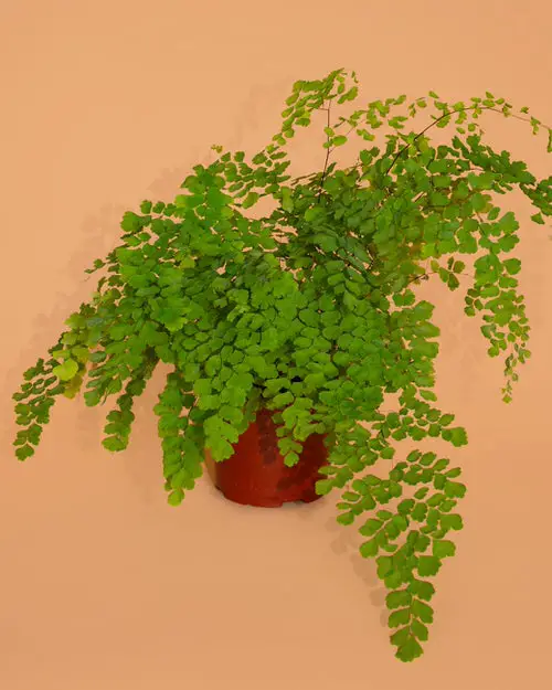 Canadian Houseplants 1