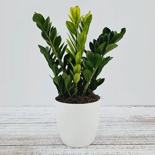 Types of ZZ Plant Varieties