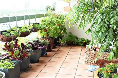 Potted Garden of Greens 