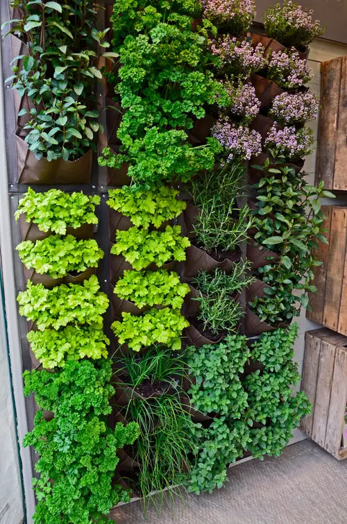 Herbs and Vegetables and Hanging Grow Pouches