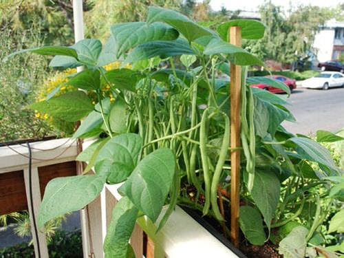 Beans in Window Boxes