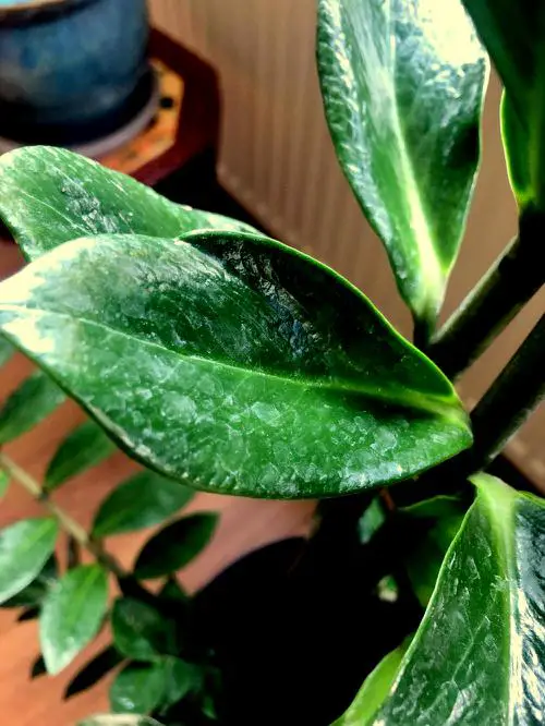 image showing Tricks to Clean Water Stains from Plants!