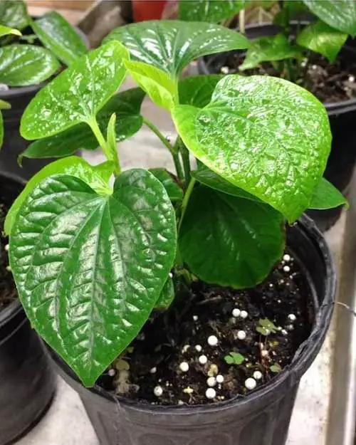 Growing Betel Leaf Plant 2