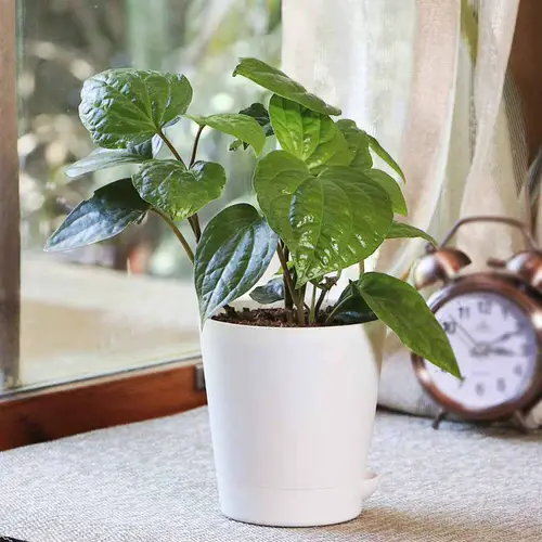 Growing Betel Leaf Plant
