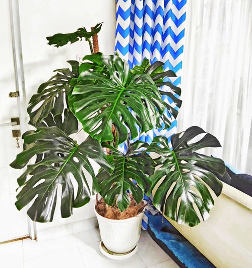 Big and Bold Monstera 1