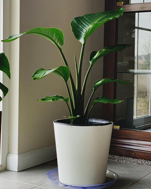 Bird of Paradise