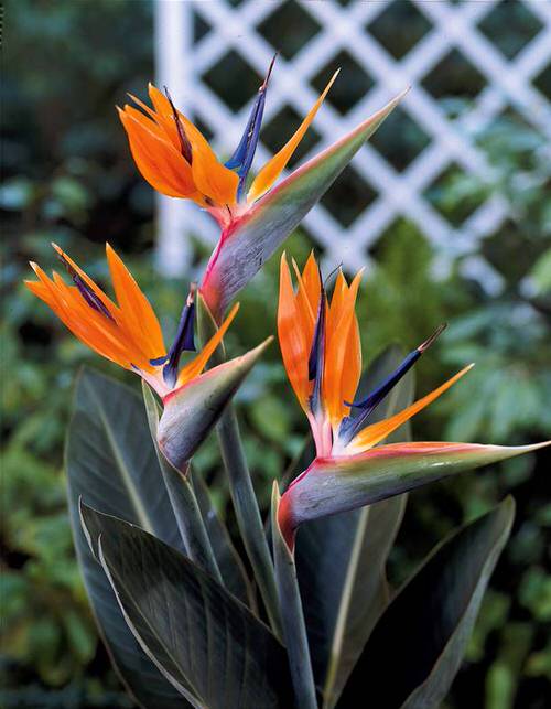 Bird of Paradise Bloom 02