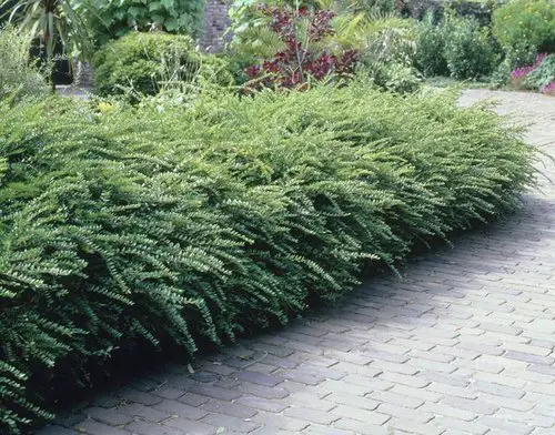 box Honeysuckle plants for your garden