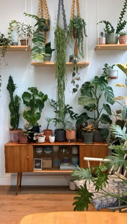 Cacti, Monstera, and Trailing Plants for Forest Vibes