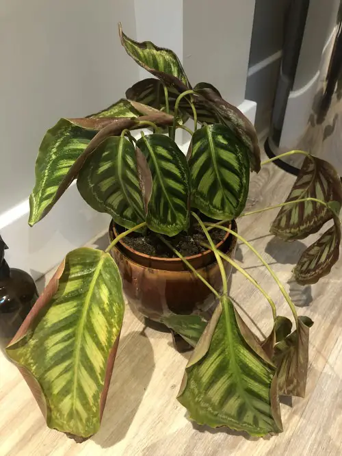 Calathea Brown Edges