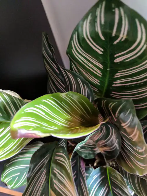 Calathea Brown Edges 2