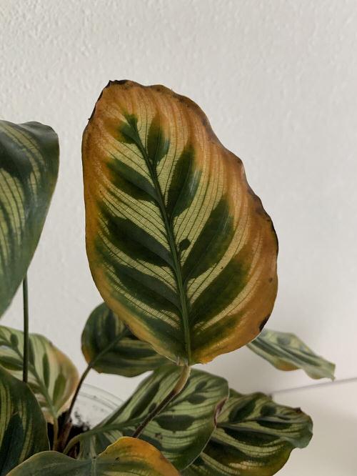 Calathea Brown Edges 3