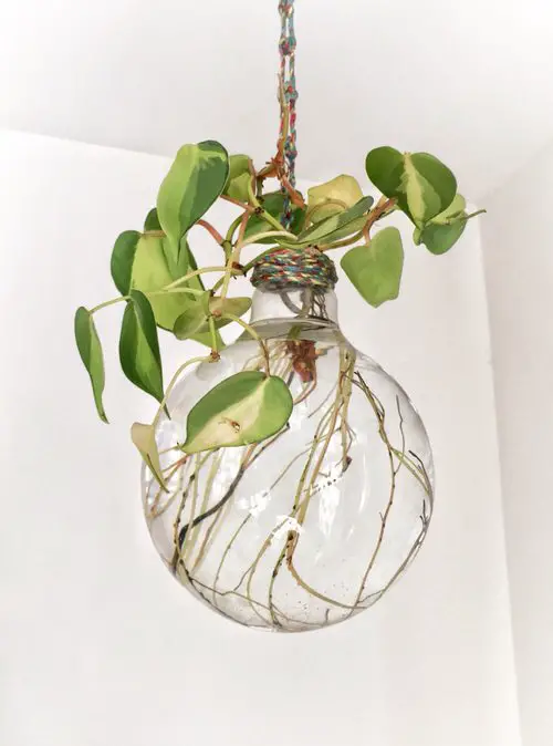 Indoor Philodendron Benefits | It Can Be Grown in Water