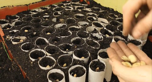 Cheap Gardening Tricks Every Gardener Should Know 4