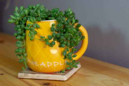 How to Grow String of Pearls Fuller and Bigger Like Pictures 3
