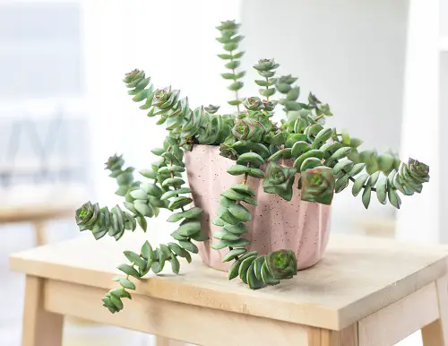 Best Round Leaf Succulents 1