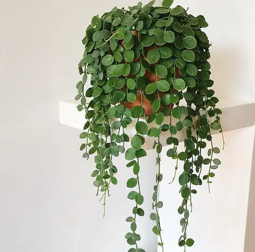 String of Hearts Alternatives 4