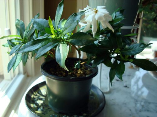Gardenia Buds Turning Brown too much dry air