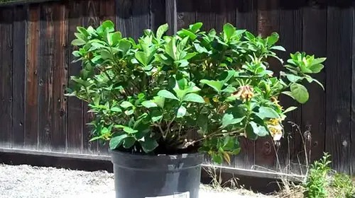 Gardenia Buds Turning Brown and Falling Off sunlight