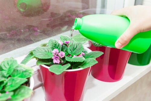 Use RO water to Force African Violet to Bloom