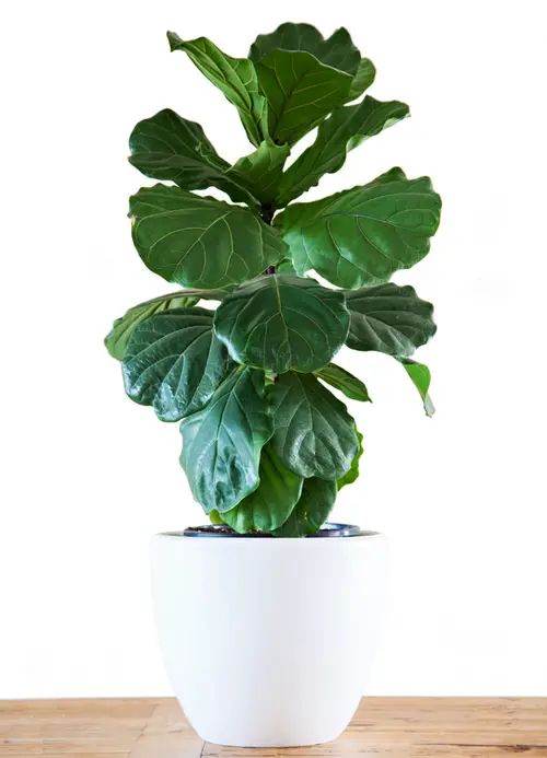 Fiddle Leaf Fig Care