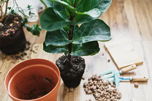 image showing Fiddle Leaf Fig Care