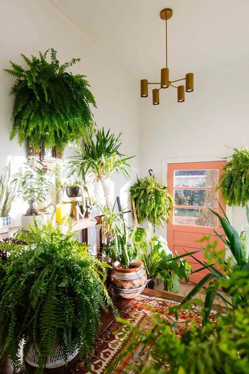 A Fern Forest!