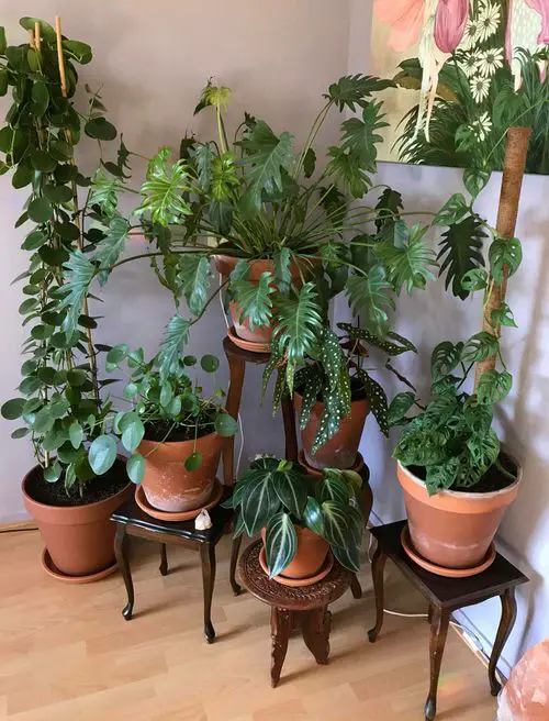 A Jungle with Plants at Different Heights