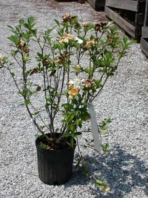 Why Gardenia Buds Turn Brown and Fall Off