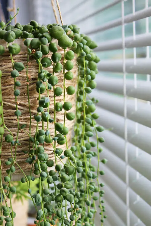 Light is the Key to grow String of Pearls