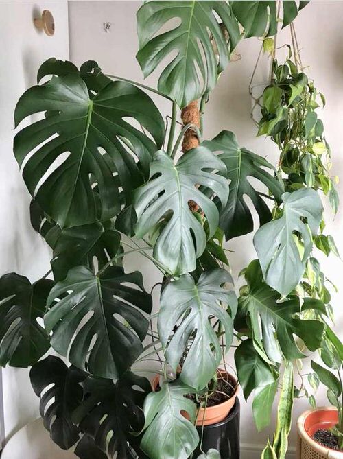 Big and Bold Monstera 3