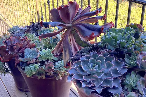 Know About Your Succulents