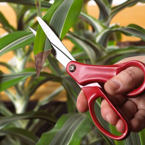 Indoor Gardening Tip 11
